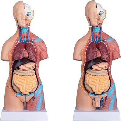 23 Pieces Model of torso from the human body 45cm of united anatomy with skeleton.. Don’t wait weeks for international shipping. DIAYTAR Nigeria offers local delivery within 5 to 8 days, so you get your items when you actually need them.