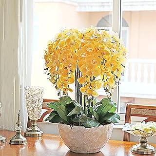 100pcs seeds of phalaenopsis seeds of orchid flowers for the outdoor garden plantation.. DIAYTAR NIGERIA brings the marketplace to every Nigerian home with affordable prices and quick delivery.