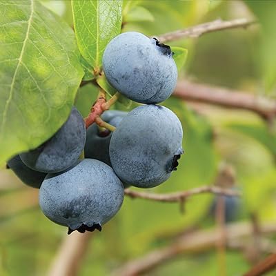 Exterior plants of blueberries for patios or gardens vegetables cultivate your own.. DIAYTAR NIGERIA delivers on convenience and affordability with our reliable nationwide shipping.
