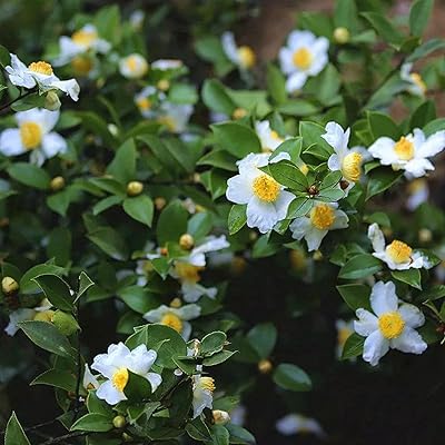 Flower of 5 -room garden decoration/Camellia sinensis seeded scented seeds white ornamental tea with high germination for garden - seeds 5 pieces.. DIAYTAR NIGERIA: Bringing quality products to every Nigerian with affordable nationwide delivery.