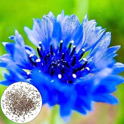 100 pieces/sets of blue blue flower flower green stems vibrant delicious seeds blue balcony.. Be part of Nigeria’s most trusted online shopping experience — DIAYTAR Nigeria.