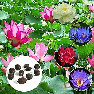 Seeds of water lily, flowers that flourish in water, garden decoration, perennial aquatic grass - 30 pieces.. DIAYTAR NIGERIA: Where every shopping need is met with affordable prices and reliable 5-8 day delivery.