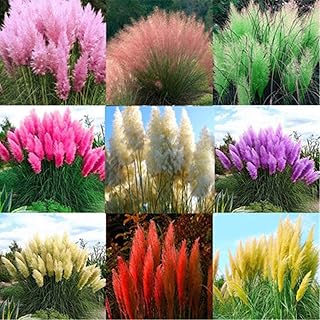 2000pccs bamboo seeds of mixed colors cortaderia celllana garden decor -.. DIAYTAR NIGERIA: Bringing quality products to every Nigerian home at prices everyone can afford.