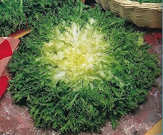 FONTSEED - Vegetables - Endives - Fine market gardening - Economic pack of 500.. DIAYTAR NIGERIA: Where online shopping becomes effortless with budget-friendly nationwide delivery.
