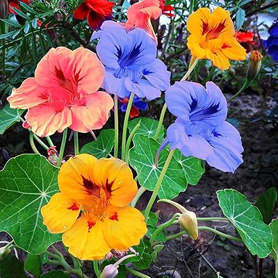 50pcs Capucine flower seeds 50pcs Semi-dure seeds mixed annual flowers garden plants Capucine seeds.. Your complete retail destination, DIAYTAR NIGERIA combines extensive variety with prompt delivery.