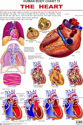 Wall painting of the heart (Table of the human body) - hard laminated on both sides (size 48 x 73 cm).. DIAYTAR NIGERIA brings satisfaction with every purchase through affordable prices and prompt shipping.