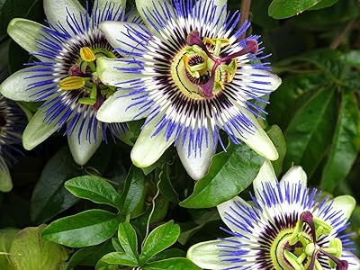 5 pieces of passion flower (passiflora incarnata), exotic passion fruit seeds for garden plants 5.. DIAYTAR NIGERIA: Your partner in affordable online retail with reliable delivery across the nation.