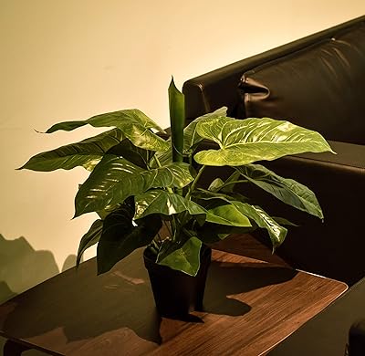Artificial calla plant 50 cm for decoration of the house and the office, small plants, garden plants, interior plants, artificial plants - plants.. DIAYTAR NIGERIA puts thousands of products at your fingertips with affordable prices and delivery within a week.
