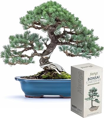 Unique Japanese bonsai kit 1 x | Complete culture interior plants for beginners.. Your shopping dreams realized through DIAYTAR NIGERIA's affordable platform with reliable delivery times.