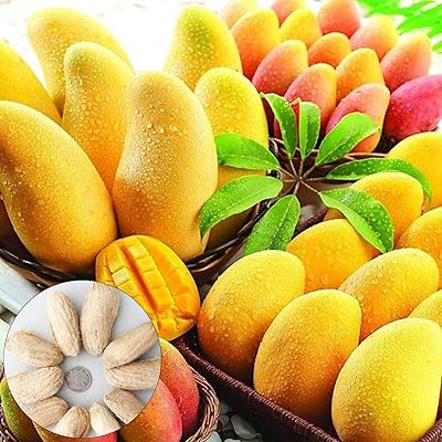 10pcs rare mango seeds, delicious fruit seeds for the house, garden, farm decoration, 10pcs mango seeds.. DIAYTAR NIGERIA: Where quality meets accessibility with affordable prices and prompt shipping.