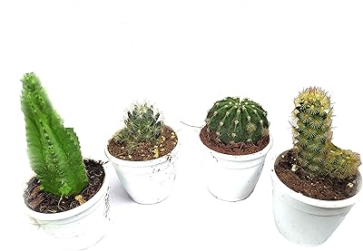 Living aloe plants Cipl Small quantity - 4 plants (Mini Aloe 4C).. Your shopping aspirations fulfilled at DIAYTAR NIGERIA with competitive prices and reliable delivery.