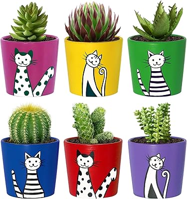 Uwe Small pots of succulent ceramic plants for plants, pretty small pots of succulent plants for the office and the house, pots of indoor plants with drain (6 rooms, plants not included).. DIAYTAR NIGERIA makes online shopping accessible with our budget-friendly prices and reliable shipping.