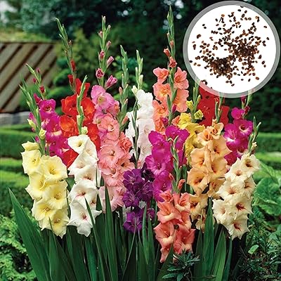 1 bag of Glaïeul seeds Magnificent seeds of gland aesthetic flowers, interior decoration, swallowed seeds.. Fast delivery is our promise — DIAYTAR Nigeria keeps it real.