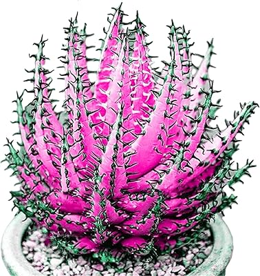 Green garden flower plants-100 colored aloe vera succulents to.. Your favorite brands are just a click away on DIAYTAR Nigeria.