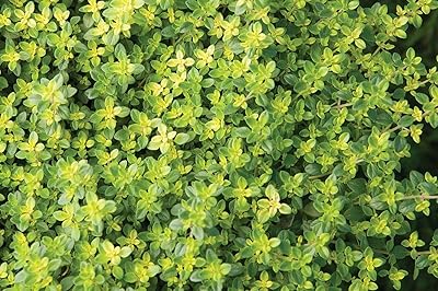 Seed germination: 200 seeds: use heerloom anglais thymus 25 50 seeds (medicines).. DIAYTAR NIGERIA: Bringing the marketplace to every Nigerian with affordable prices and quick delivery.