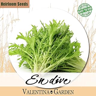 500 endive seed seeds - plant an outdoor vegetable garden.. Your trusted marketplace, DIAYTAR NIGERIA offers comprehensive selection with budget-friendly delivery.