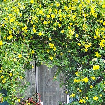 Seeds to plant, 50pccsis Grandiflora Chinese trumpet Creep Flower Seeds Garden Campsis Grandiflora Seeds.. DIAYTAR NIGERIA: Where affordability and variety meet with convenient delivery within 8 days.