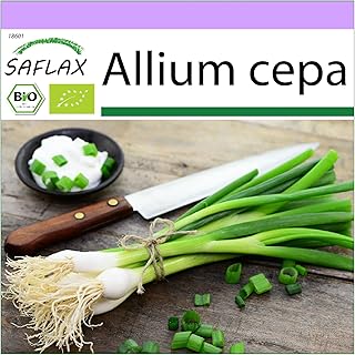 Biological - Salad onion - White Lisbon - 150 Seeds - Allium Cepa.. DIAYTAR NIGERIA delivers affordability and convenience with every purchase, shipped within the week.