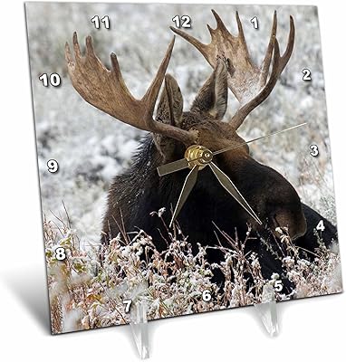 3D pink 3D office clock Shiras Bull Moose, 6 \ "x 6 \".. Shop confidently with DIAYTAR NIGERIA, offering affordable prices and reliable delivery within a week.