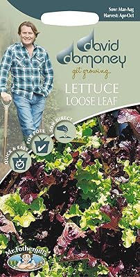 Vegetable - Bulk lettuce red and green mixture - 1250.. Experience shopping freedom with DIAYTAR NIGERIA's vast selection and 5-8 day nationwide delivery service.