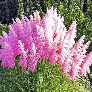 Seed 200 pieces of Cortaderia Selloana grass plants of mixed color pampas.. Shop across boundaries with DIAYTAR NIGERIA's comprehensive platform and budget-friendly delivery.
