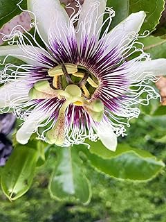 20 pieces of fresh priced seeds of caerulia with flavored passion fruit with huge flower plants.. Shop with intention at DIAYTAR NIGERIA, offering thousands of products at budget-friendly prices.