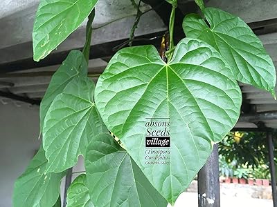 Semi de germination : seltene tinospora cordifolia guduchi giloy moonseed herz.. Your trusted marketplace, DIAYTAR NIGERIA offers comprehensive selection with budget-friendly delivery.