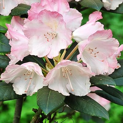 Rhododendron bush plant of Azalea group with persistent leaves 'sir robert' pink flowers rustic shrub easy to cultivate your own plants with outdoor garden flowers 2x plant in 2 liters by.. DIAYTAR NIGERIA makes online shopping accessible to all with budget-friendly prices and reliable delivery.