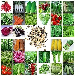 100pcs vegetable seeds mixed high -yield green vegetable seeds, including carrot, lettuce, tomato, etc., for the house, the garden, the courtyard, the planting of mixed vegetable seeds.. Unlock access to a wide range of products with DIAYTAR NIGERIA's affordable e-commerce platform.