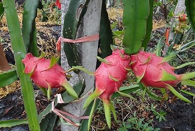 100pcs Pitaya seeds white dragon red exotic fruit trees exterior patio plants.. DIAYTAR NIGERIA makes quality accessible with our diverse product range and dependable delivery service.