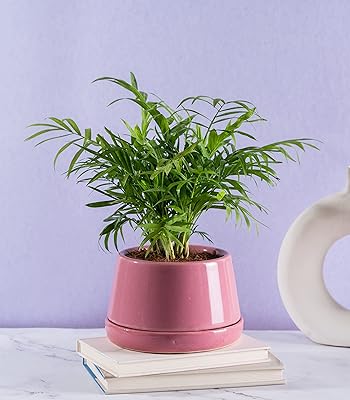 Nurturing Green® Palm in interior bamboo in a 6 "Large fishing ceramic pot | Chamaedorea palm with house decoration pot.. Experience shopping without limits at DIAYTAR NIGERIA, where affordability meets convenience in just days.