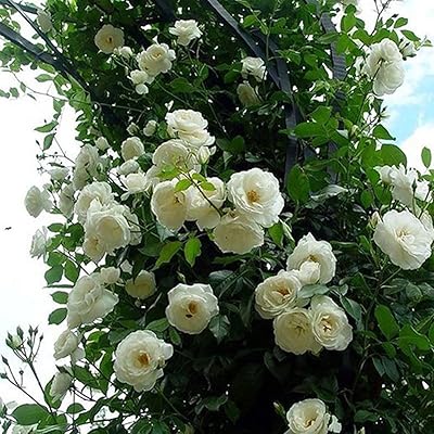 100 pieces bag of climbing rose seeds for planting crops of colors.. Fast delivery, fair prices, and full variety — only on DIAYTAR Nigeria.