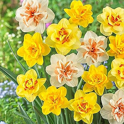 100 pieces of jaw rush seeds Bulbes with spring flowers Garden plant seeds Decorative flowers for the house garden courtyard decor seeds.. Get more, save more — only on DIAYTAR Nigeria.