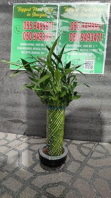 Spiral Lucky Bamboo fresh interior plants.. From daily deals to exclusive products — DIAYTAR Nigeria has you covered.