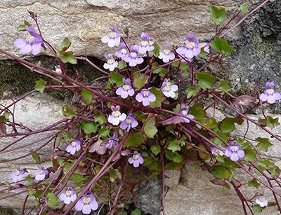 Rome seeds ruin 6 seeds (cymbalaria muralis) Samen Semillas Semi.. Shop without compromise at DIAYTAR NIGERIA, where quality, affordability, and quick delivery coexist.