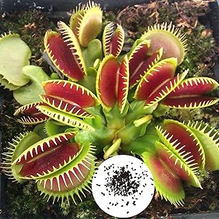 250 garden coins to plant a strong vitality, easy to store, attractive landscaping, mixed fluff for women, children, beginners, gift of gardeners -.. Discover the convenience of DIAYTAR NIGERIA's vast e-commerce platform with delivery in just 5-8 days.