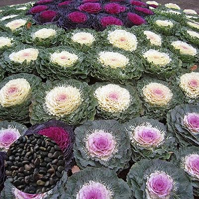 100pcs mixed color brassica oleracea ornamental seeds brassicas seeds bonsai flower plants house seed garden brassica oleracea seeds.. DIAYTAR NIGERIA: Nigeria's answer to affordable online shopping with reliable 5-8 day delivery guarantee.