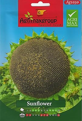 High quality sunflower seeds (Girasol) DXB garden (Agimax Spain).. Experience hassle-free shopping with DIAYTAR NIGERIA's user-friendly platform and prompt delivery service.