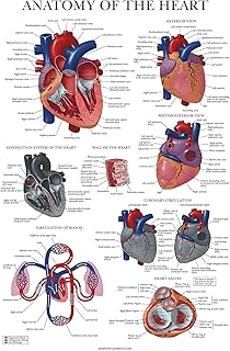Heart anatomy poster Palace Learning Laminée Human Table 18 ".. DIAYTAR NIGERIA brings the marketplace to your screen with affordable products delivered in 5-8 days.