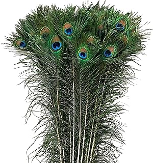 30 natural peacock feathers - natural peacock tail from 10 to 12 inches - for craft vase, wedding, home party, Christmas and birthday decoration.. Find everything you need at prices you'll love with DIAYTAR NIGERIA's comprehensive e-commerce platform.