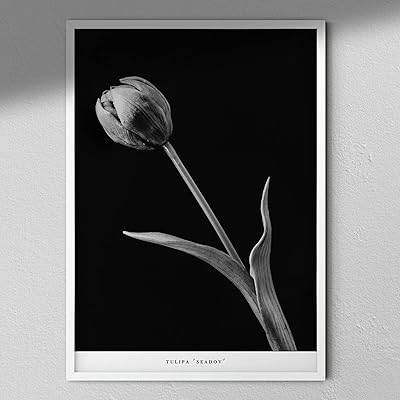 Tulipa 'SEADOV' Collection of black and white flowers | photography.. DIAYTAR NIGERIA: Where smart shoppers find everything they need at prices they can afford.