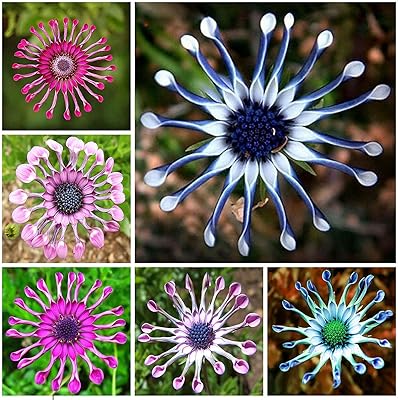 Osteospermum seeds, 50 pieces/set of rare and warm osteospermum seeds, prefer vibrant osteospermum sowing intolerant to cold for an ideal exterior gardening gift, cultivate your own garden.. Shop from Nigeria's largest product selection at DIAYTAR, with budget-friendly prices and swift delivery.
