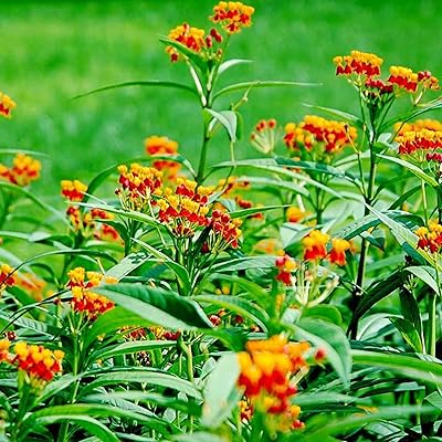Seeds of Asclepias Curassavica, 30 pieces/bag of flower seeds, pretty plants resistant to drought, floral seeds in asclepias curassavica for garden seeds.. Shop with intention at DIAYTAR NIGERIA, offering thousands of products delivered nationwide in days.