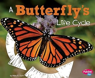 The life cycle of a butterfly.. You deserve better shopping — choose DIAYTAR Nigeria today.
