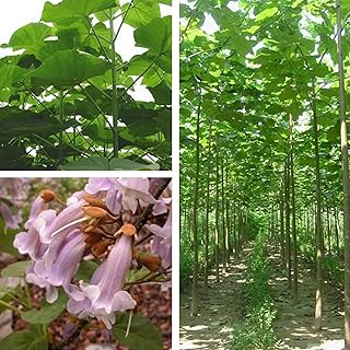 100pcs PAULOWNIA ELINGATA GARDEN PLANT FRAPS OF TRUST GARDEN.. Experience budget-friendly shopping at DIAYTAR NIGERIA, Nigeria's premier online marketplace with quick delivery.