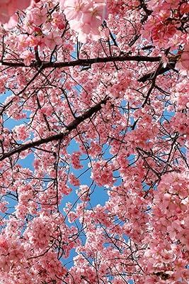Cherry blossoms in flowers, printemps pink trees: Virgin newspaper 120 pages line 6 \ "x 9 \": the notebook makes a nice gift.. You deserve better shopping — choose DIAYTAR Nigeria today.