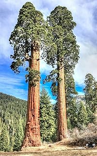Sequoadron giantum giant sequoia (PKD) Red forest wood wood seeds - 10 seeds.. Quality and convenience delivered — shop DIAYTAR Nigeria now.