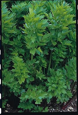 Herbe - Liveph - Levista officinalis - 100.. DIAYTAR NIGERIA: Where every Nigerian finds what they need at prices they can afford, delivered promptly.
