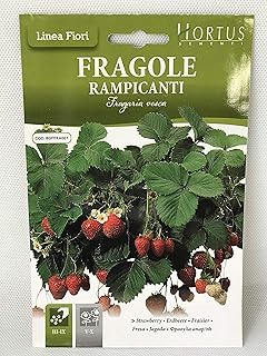 Hortus strawberry seeds (Fragaria Vesca).. Shop across boundaries with DIAYTAR NIGERIA's comprehensive platform and budget-friendly delivery.