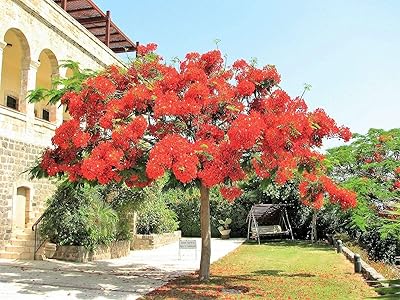 Pointian Royal Tree regia.. Wide range, low cost, fast delivery — that’s DIAYTAR Nigeria.